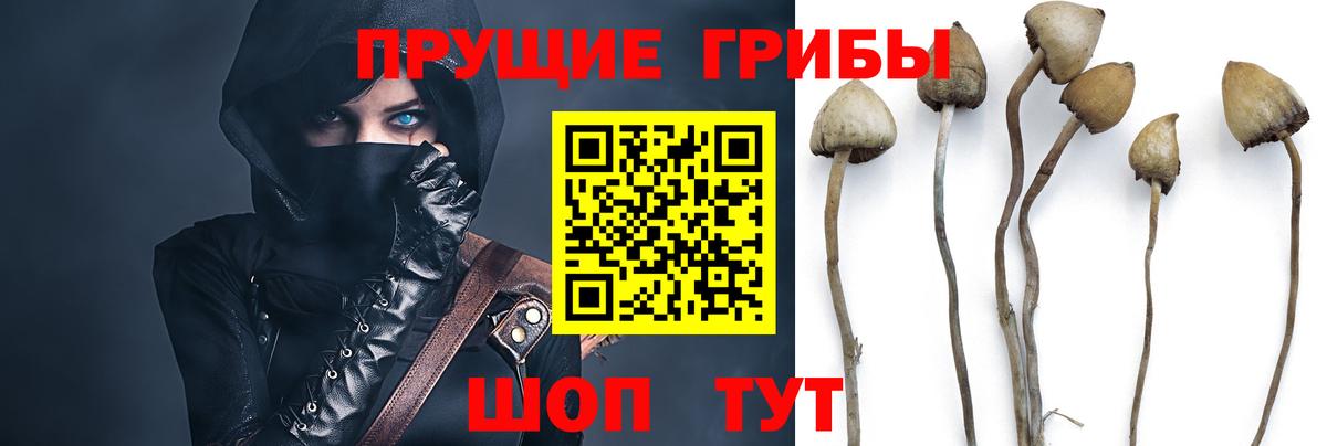 Махачкала  Псилоцибиновые грибы прущие грибы  Вход с VPN 